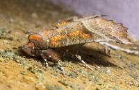Scoliopteryx libatrix - Совка зубчатокрылая