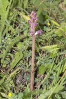 Orobanche pubescens - Заразиха пушистоцветковая