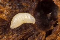 Cynips quercusfolii - Дубовая орехотворка