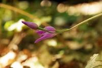 Cephalanthera rubra - Пыльцеголовник красный