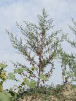 Artemisia annua - Полынь однолетняя