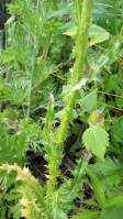 Carduus nutans - Чертополох поникающий