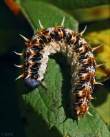 Caterpillar011