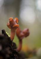 Gyromitra ambigua - Строчок сомнительный