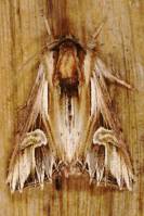 Actinotia polyodon - Совка бурая зверобойная