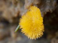 Phlebia radiata - Флебия радиальная