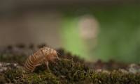 Hemiptera - Auchenorrhyncha - Цикадовые