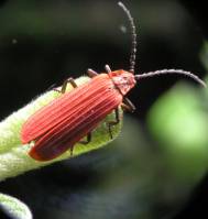 Dictyoptera aurora - Краснокрылка утренняя