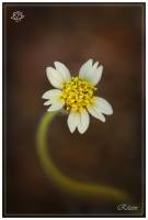 Galinsoga parviflora - Галинсога мелкоцветковая
