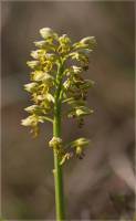 Orchis punctulata - Ятрышник мелкоточечный