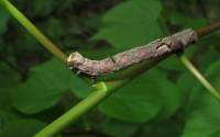 Crocallis elinguaria - Пяденица пухоногая желтая