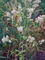 Lepidium latifolium - Клоповник широколистный