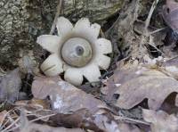 Geastrum pectinatum - Звездовик гребенчатый