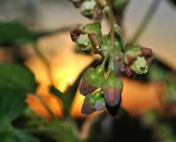 Смородина чёрная / Ribes nigrum
