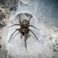 Tegenaria domestica - Домовый паук