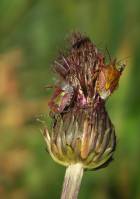 Dolycoris baccarum - Щитник ягодный, или клоп ягодный