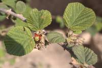 Grewia villosa - Гревия мохнатая
