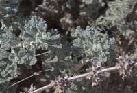 Marrubium alysson - Шандра бурачковая
