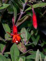 Fuchsia loxensis