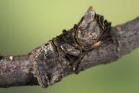 Abrostola tripartita - Совка крапивная серая