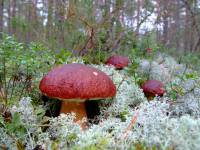 Boletus pinophilus - Белый гриб сосновый