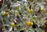 Solanum elaeagnifolium - Паслён лохолистный