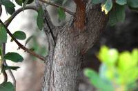 Arbutus unedo - Земляничное дерево крупноплодное