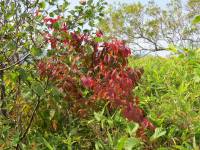 Prunus kurilensis - Вишня курильская