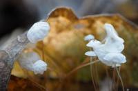 Marasmius epiphyllus - Негниючник листопадный, Негниючник листовой