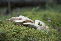 Albatrellus ovinus - Трутовик овечий