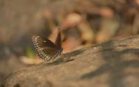 Papilio dravidarum