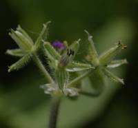 Geraniaceae - Гераниевые