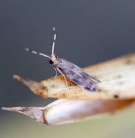 Trichoptera - Волосистокрылые (ручейники)