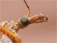 Tipula paludosa - Долгоножка вредная (болотная)