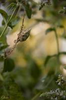 Argiope lobata - Аргиопа дольчатая