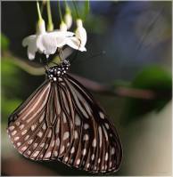 Nymphalidae - Danainae - Данаиды