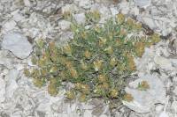 Teucrium montanum subsp. montanum - Дубровник горный, Дубровник яйлы