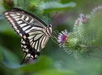 Papilio xuthus - Хвостоносец Ксут
