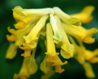 Pseudofumaria lutea - Ложнодымянка жёлтая