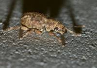 Curculionidae unidentified - Долгоносики
