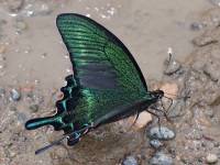 Papilio maaki