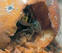 Vespa crabro - Шершень обыкновенный