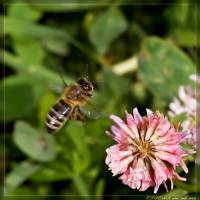 Apis mellifera - Пчела медоносная