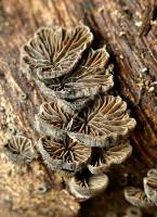 Schizophyllum commune - Щелелистник обыкновенный