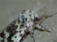 Panthea coenobita