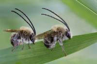 Длинноусые пчёлы