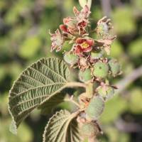 Grewia villosa - Гревия мохнатая