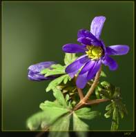 Anemone blanda - Ветреница нежная