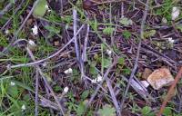 Erophila verna subsp. praecox - Веснянка ранняя