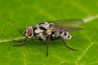 Anthomyia - Цветочные мухи